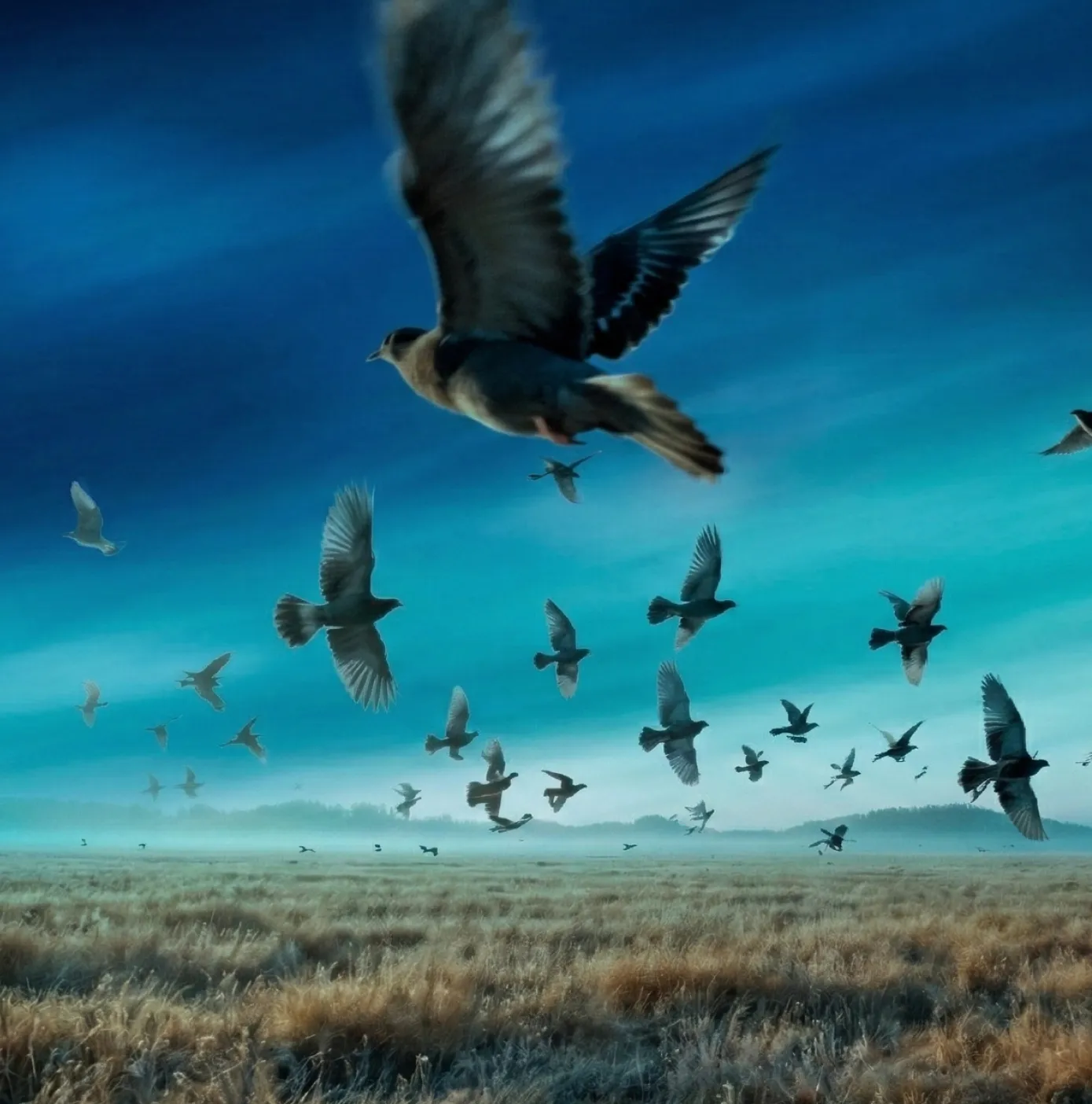 Flock of birds flying over a misty open field under a teal blue sky